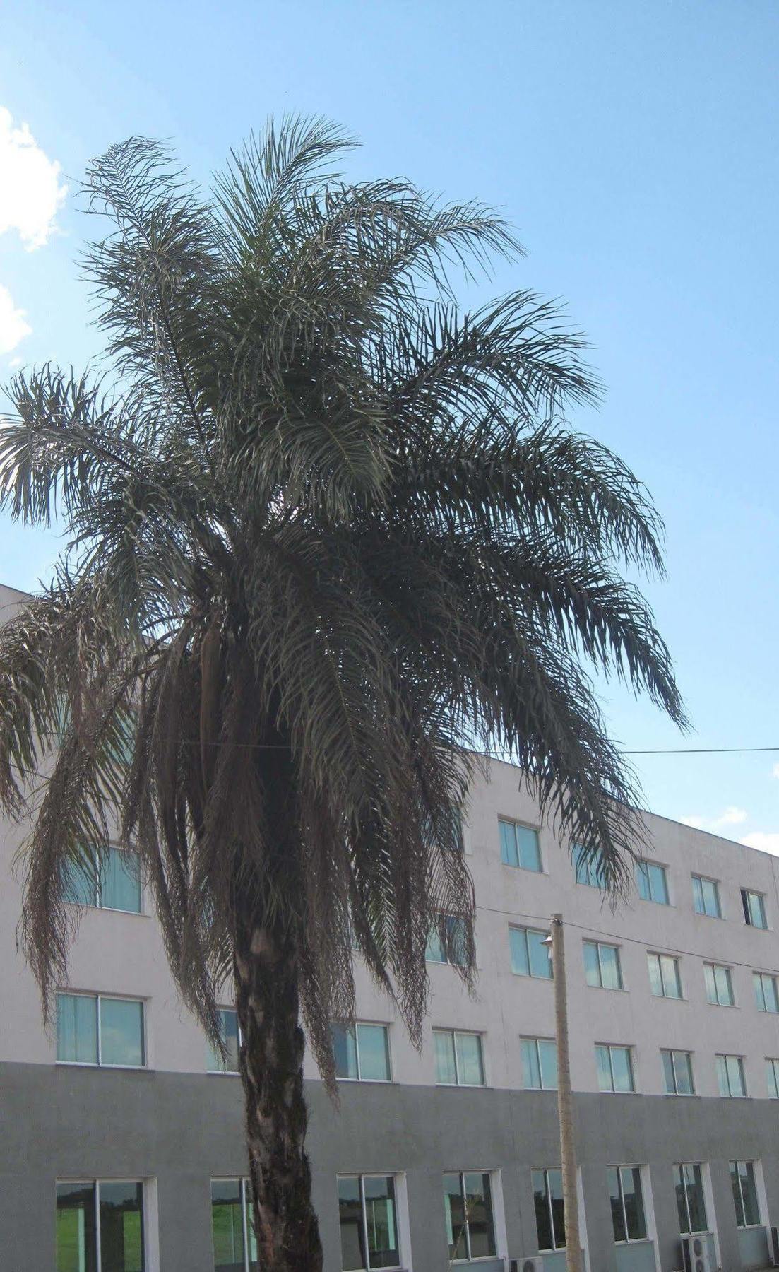 Hotel Mirante Sao Bras Sao Bras do Suacui Ngoại thất bức ảnh